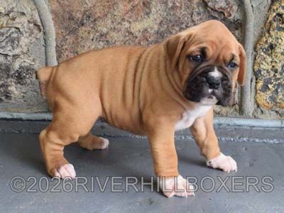 classic fawn female Boxer puppy Sophie