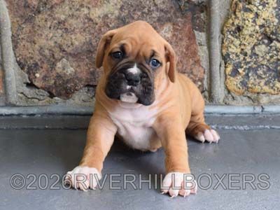 classic fawn female Boxer puppy Sophie