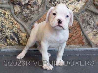 white female Boxer puppy Daisy