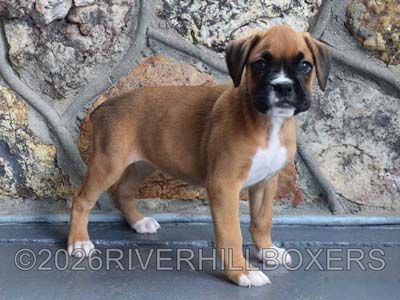 classic fawn female Boxer puppy Jasmine