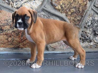 classic fawn female Boxer puppy Jasmine