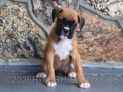 classic fawn female Boxer puppy Lily