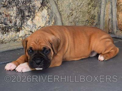 classic fawn male Boxer puppy Hank