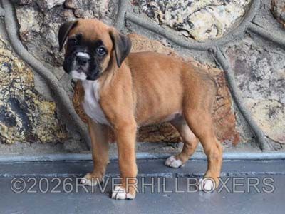 classic fawn female Boxer puppy Lily