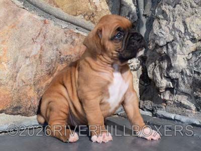 classic fawn male Boxer puppy Hank