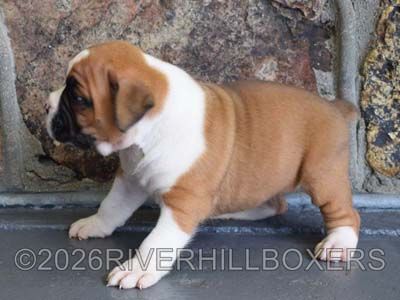 flashy fawn female Boxer puppy Annie