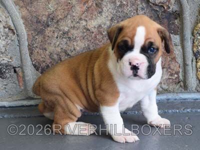 flashy fawn female Boxer puppy Annie