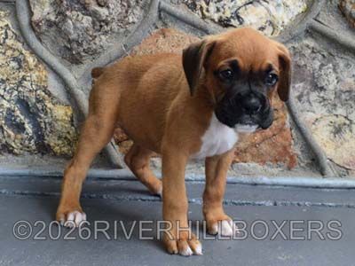 classic fawn female Boxer puppy Daisy