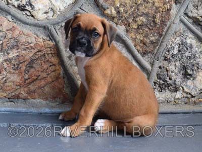classic fawn female Boxer puppy Daisy
