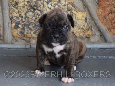 classic brindle male Boxer puppy Beau