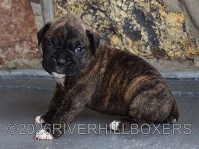 classic brindle male Boxer puppy Beau