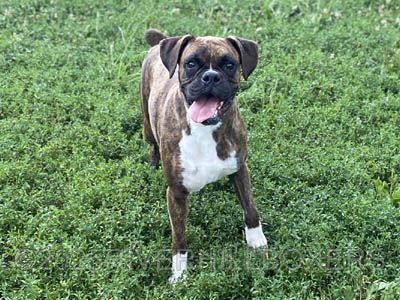 Brindle Female Boxer Olivia