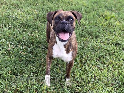 Brindle Female Boxer Olivia