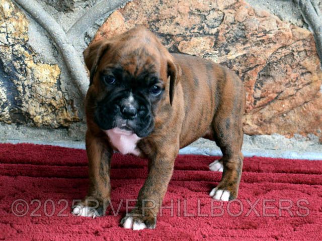 Female Boxer puppy Lucy