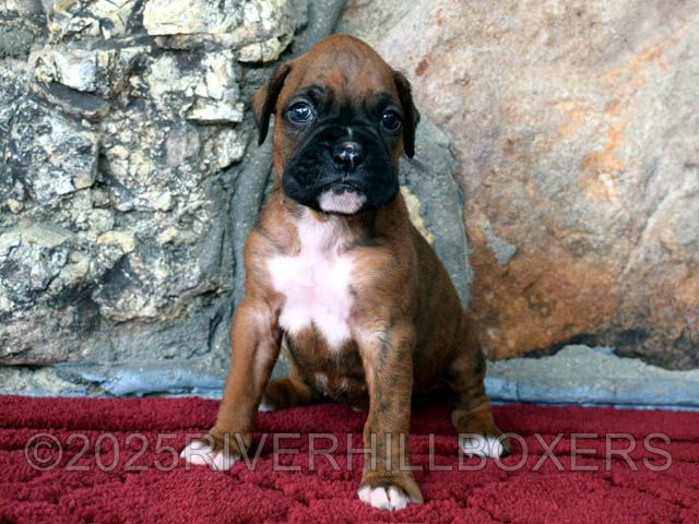 female Boxer puppy Ruby