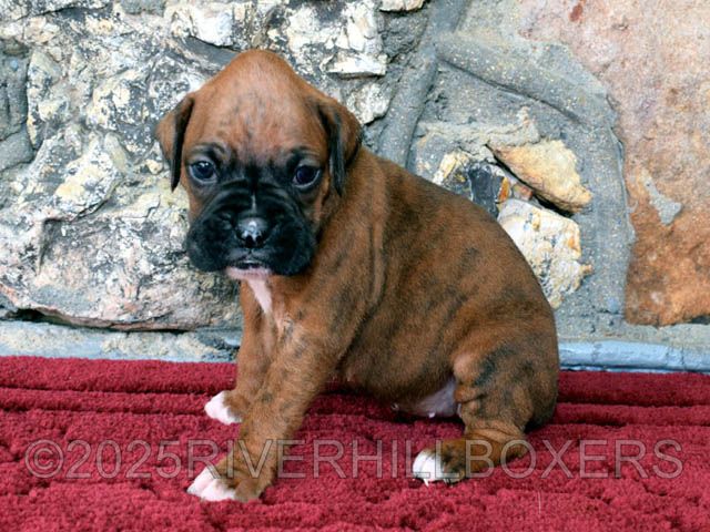 female Boxer puppy Ruby