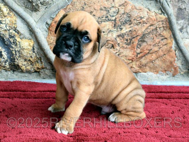 Male Boxer puppy Bentley