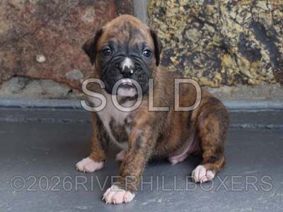 classic brindle male Boxer puppy Otis