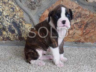 flashy brindle female Boxer puppy Mabel