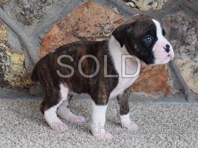flashy brindle female Boxer puppy Mabel