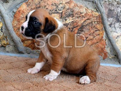 Flashy Fawn Female Boxer puppy Lola