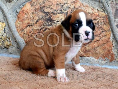 Flashy Fawn Female Boxer puppy Lola