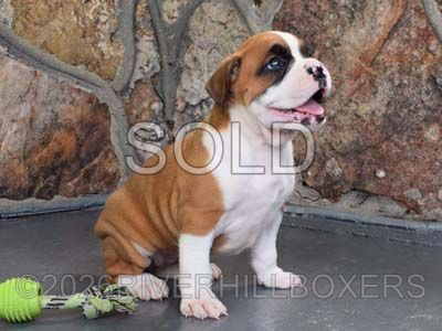 flashy fawn female Boxer puppy Annie