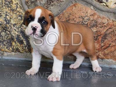flashy fawn female Boxer puppy Annie