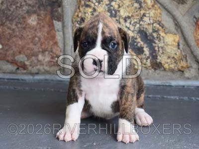 flashy fawn female Boxer puppy Ruby