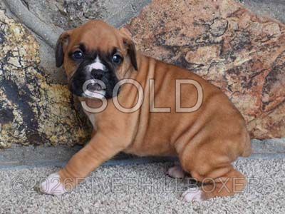 flashy fawn male Boxer puppy Duke