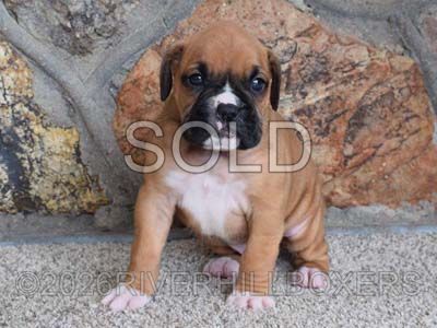 flashy fawn male Boxer puppy Duke