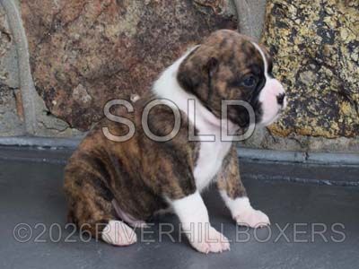 flashy fawn female Boxer puppy Ruby