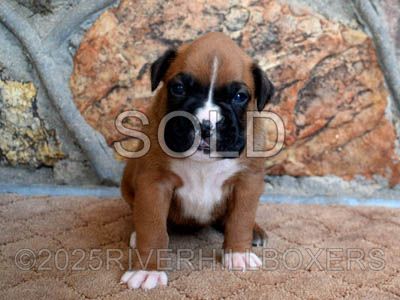 Flashy Mahogany Fawn Female Boxer puppy Pepper