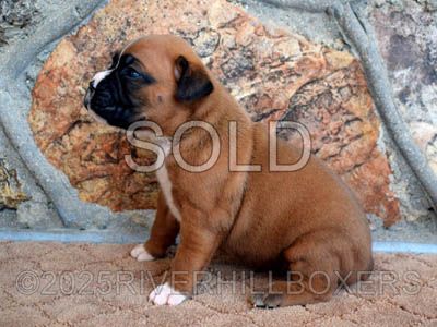 Flashy Mahogany Fawn Female Boxer puppy Pepper