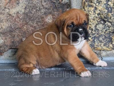 classic fawn female Boxer puppy Molly