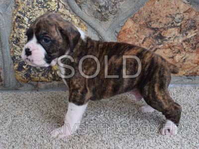 flashy brindle male Boxer puppy Titan
