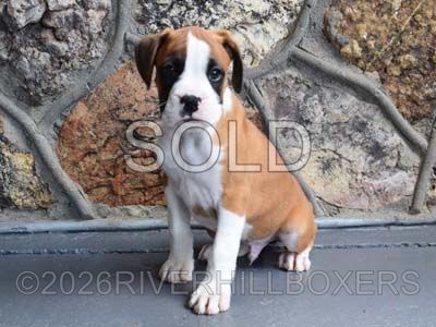 flashy fawn male Boxer puppy Apollo