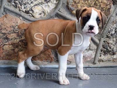 flashy fawn male Boxer puppy Apollo
