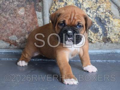 classic fawn female Boxer puppy Molly