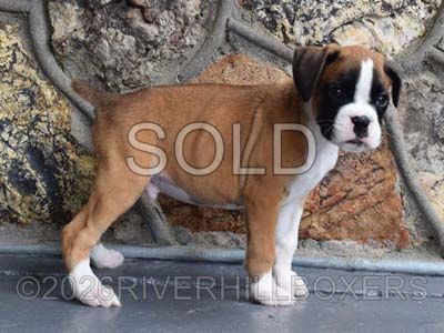 flashy fawn male Boxer puppy Squeaky