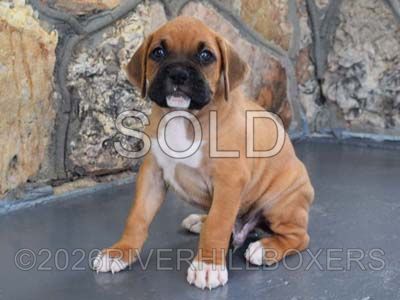 classic fawn male Boxer puppy Bruno