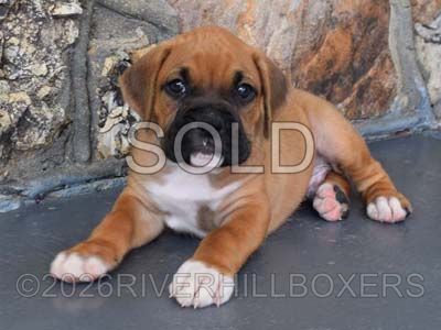 classic fawn male Boxer puppy Bruno
