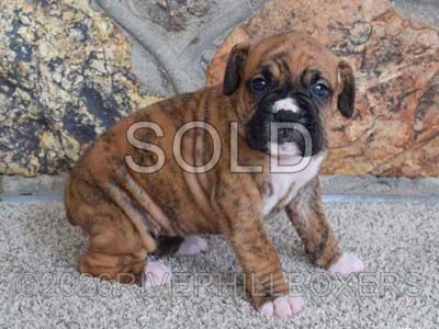 classic brindle female Boxer puppy Lottie