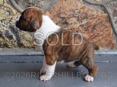 flashy brindle female Boxer puppy Cookie