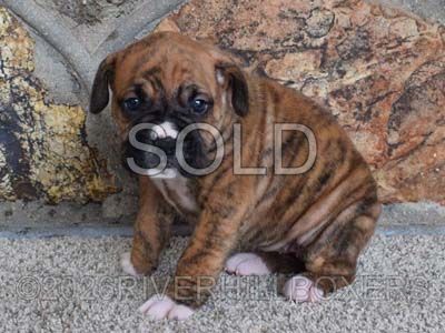 classic brindle female Boxer puppy Lottie