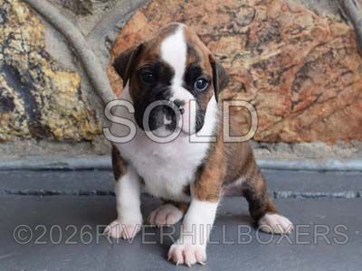 flashy brindle female Boxer puppy Cookie