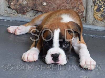 flashy fawn male Boxer puppy Squeaky