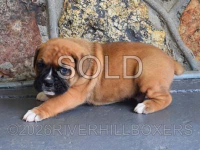 classic fawn male Boxer puppy Buddy