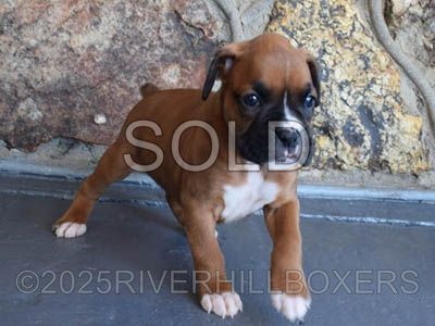 Mahogany Fawn Female Boxer puppy Ruby