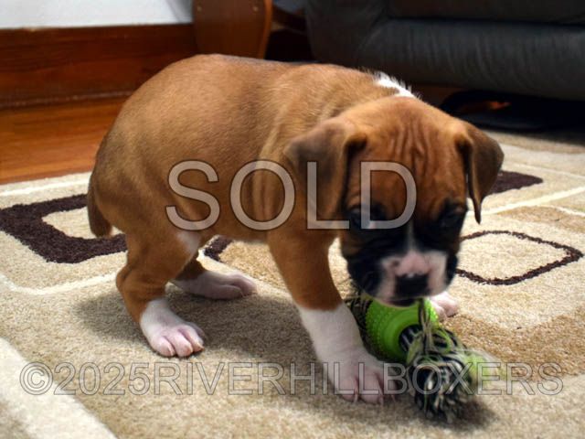 Flashy Fawn Female Boxer puppy Daisy